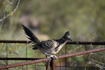 Read more about the article This Week on the Homestead 5/3/2020 – 5/9/2020