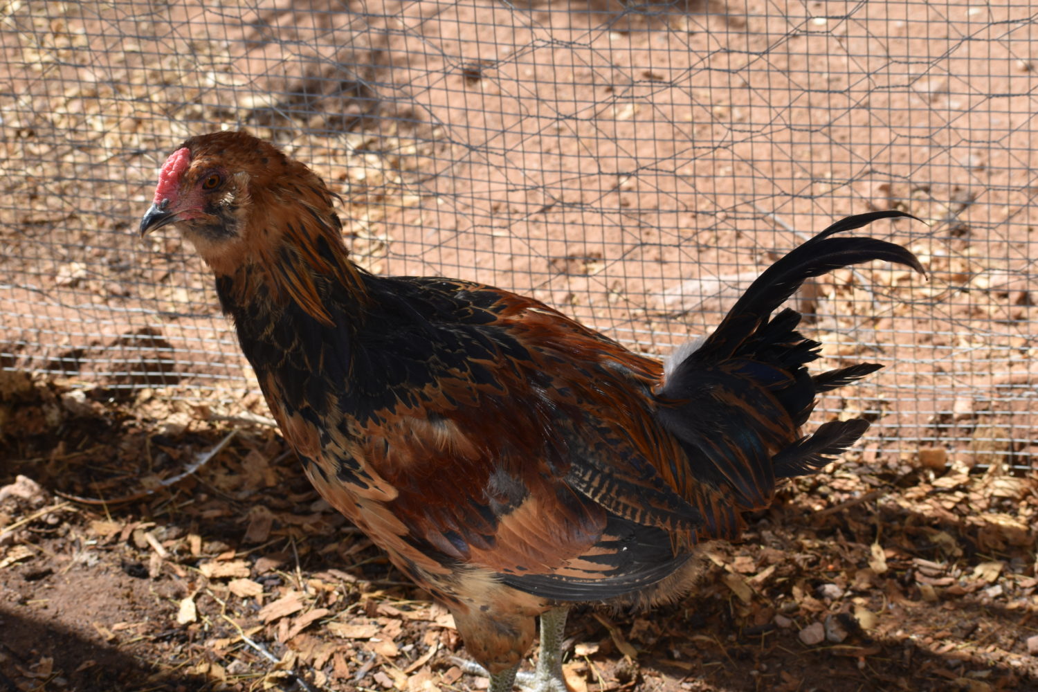 Smoky the Easter Egger rooster