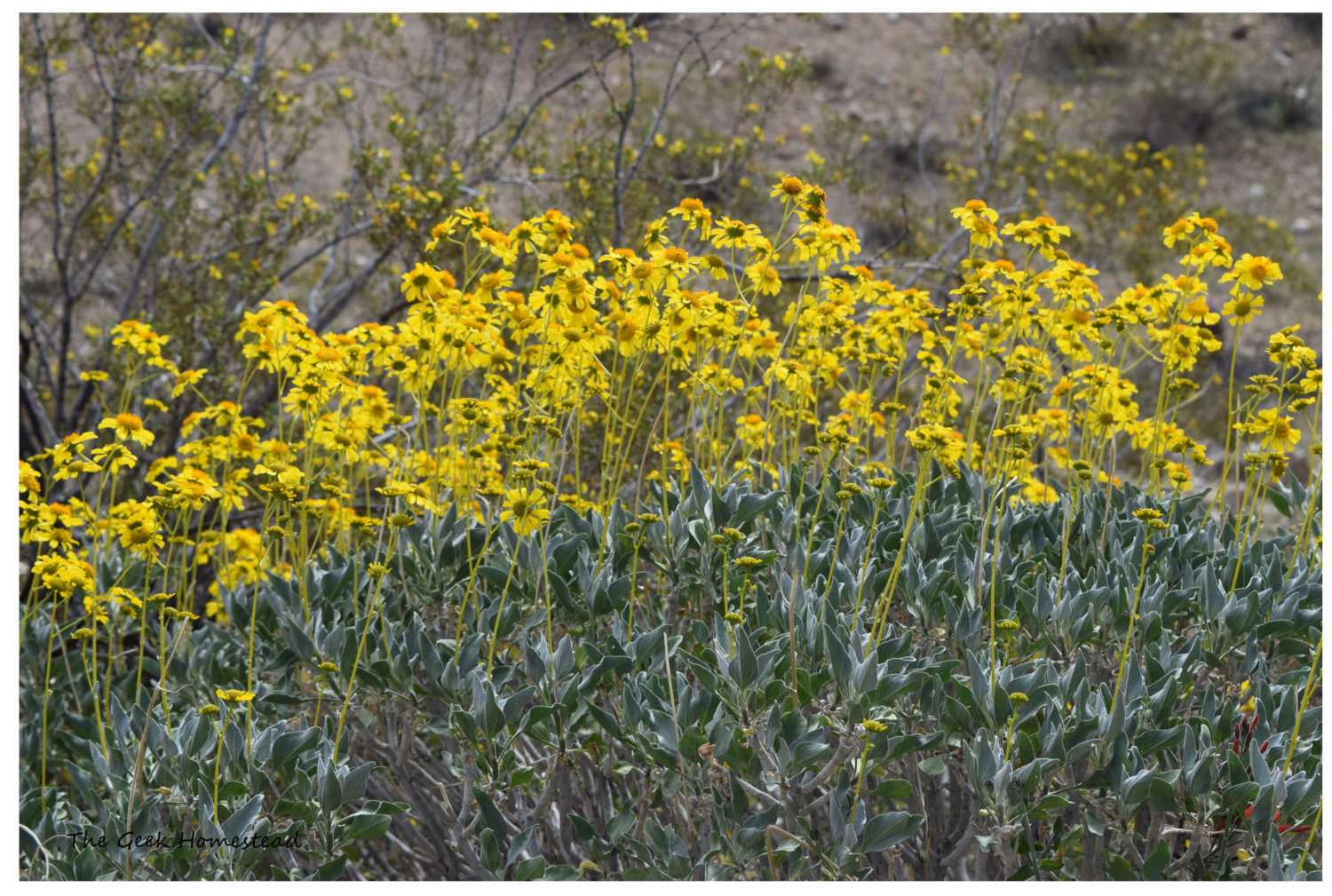 Read more about the article Borrego Springs, California – Wildflowers