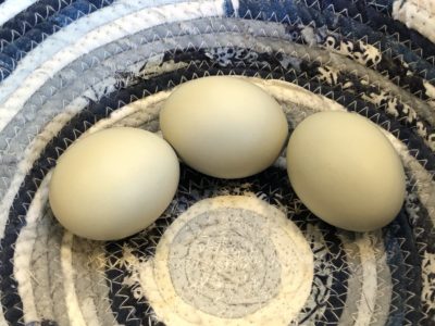 Read more about the article And Our First Egg-laying Hen is…