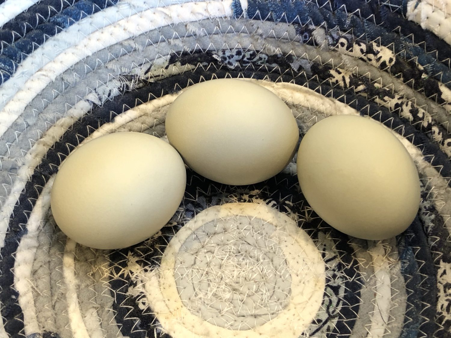 Read more about the article And Our First Egg-laying Hen is…