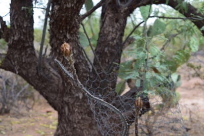 Read more about the article Night-Blooming Cereus: Bloom Watch