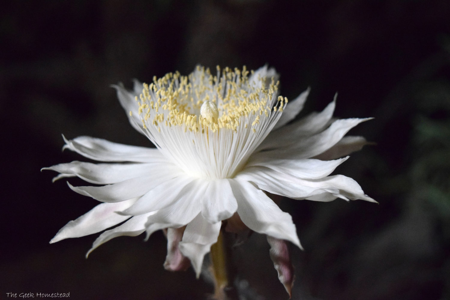 Read more about the article Night-Blooming Cereus: First Bloom