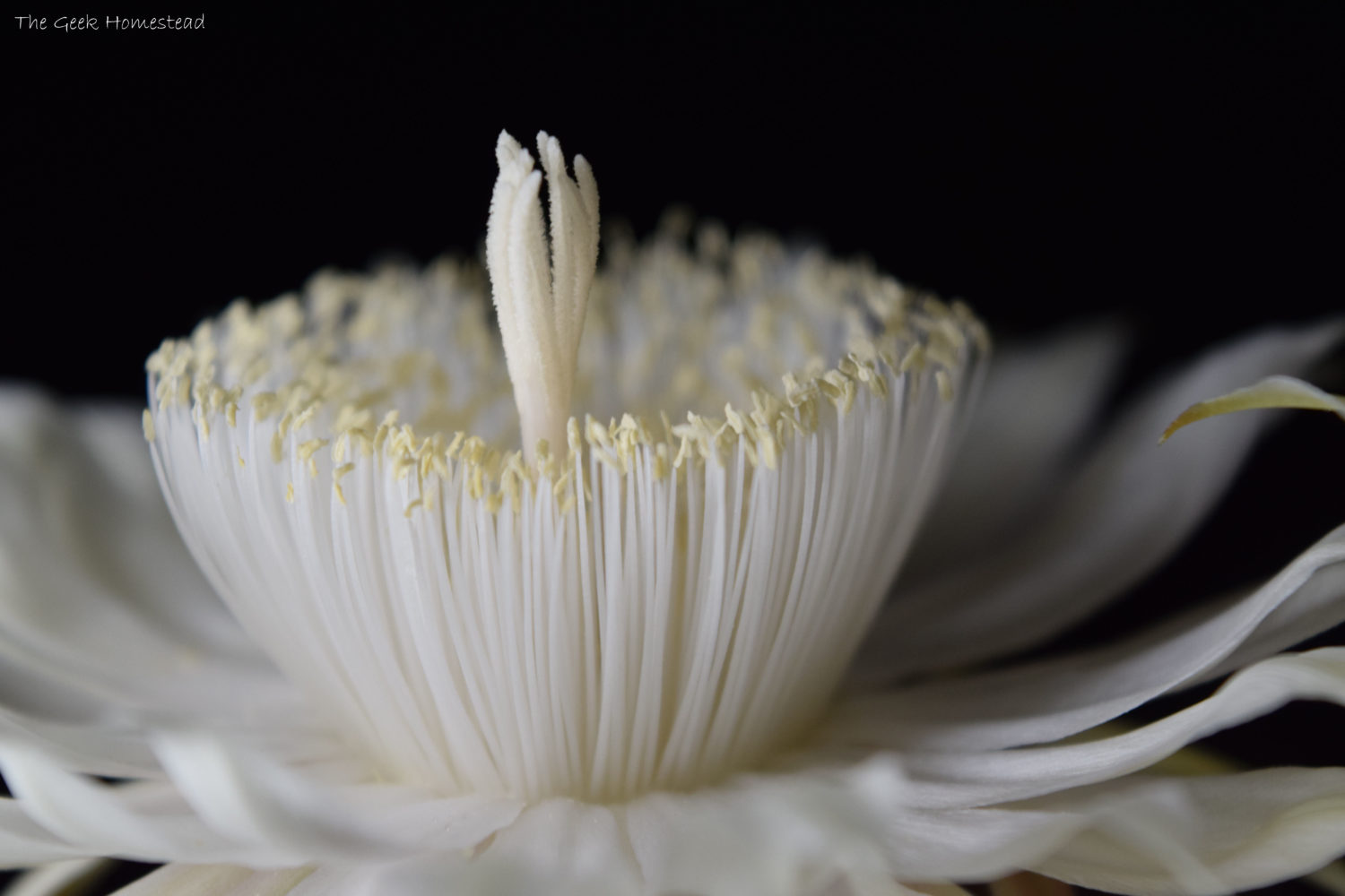 Read more about the article Night-Blooming Cereus: Third Bloom