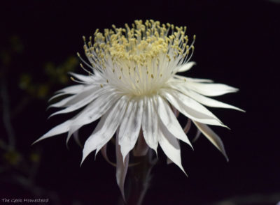 Read more about the article Night blooming Cereus: Second Bloom