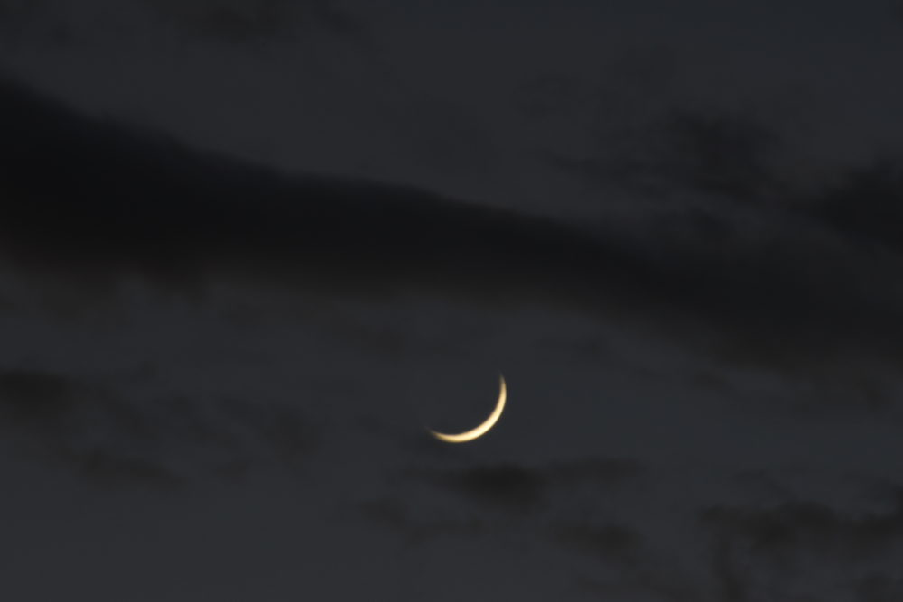 Read more about the article This Week on the Homestead July 19 – 25, 2020