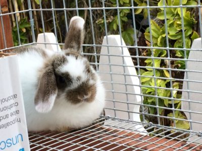 Read more about the article Animals of Our Hobby Farm