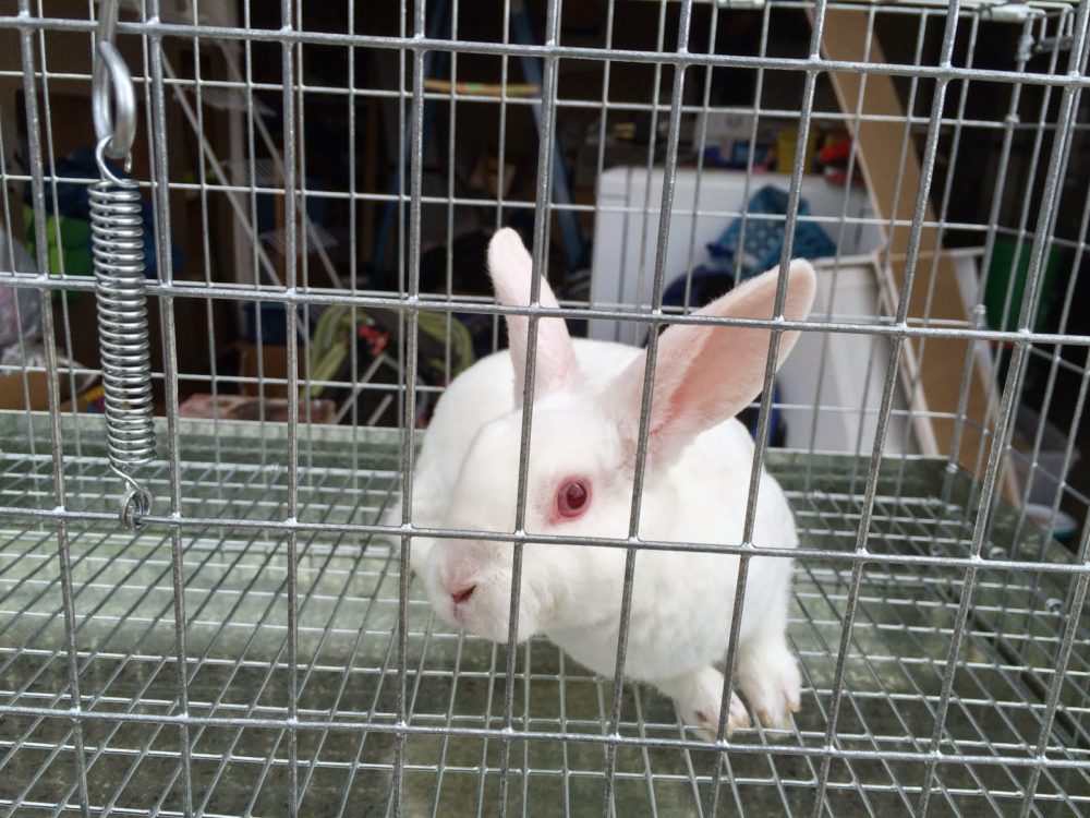 Read more about the article We bought a bunny! – Originally published by Joshua 4/25/15