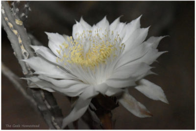 Read more about the article Night-blooming Cereus: 2021 Bloom Night #1