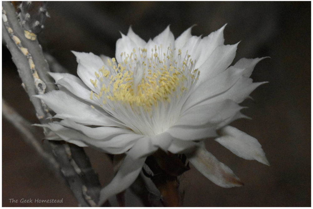 Read more about the article Night-blooming Cereus: 2021 Bloom Night #1