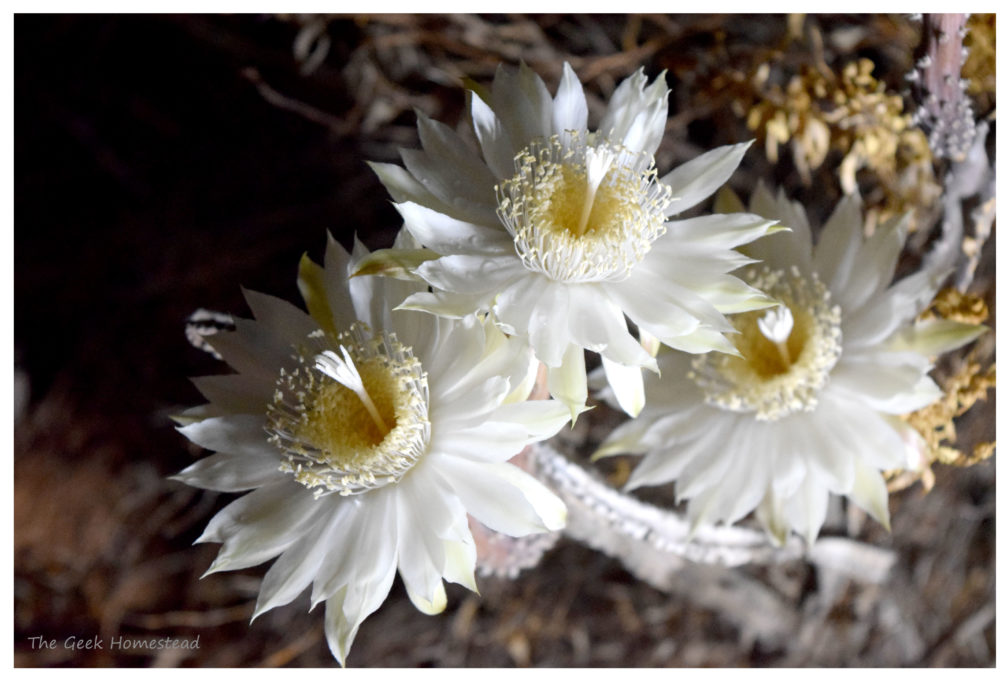 Read more about the article Night-blooming Cereus: 2021 Bloom Night #2
