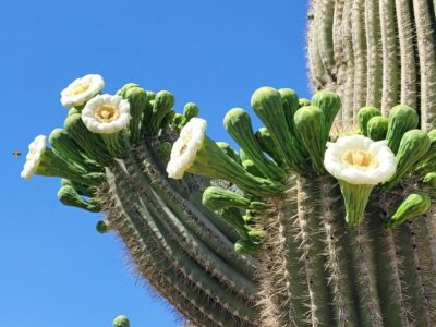 Read more about the article An Update on The Geek Homestead