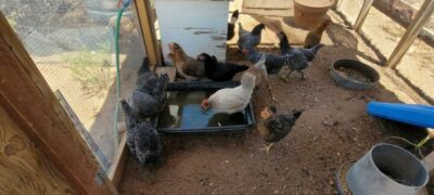 Read more about the article How To Keep Chickens Cool in the Summer