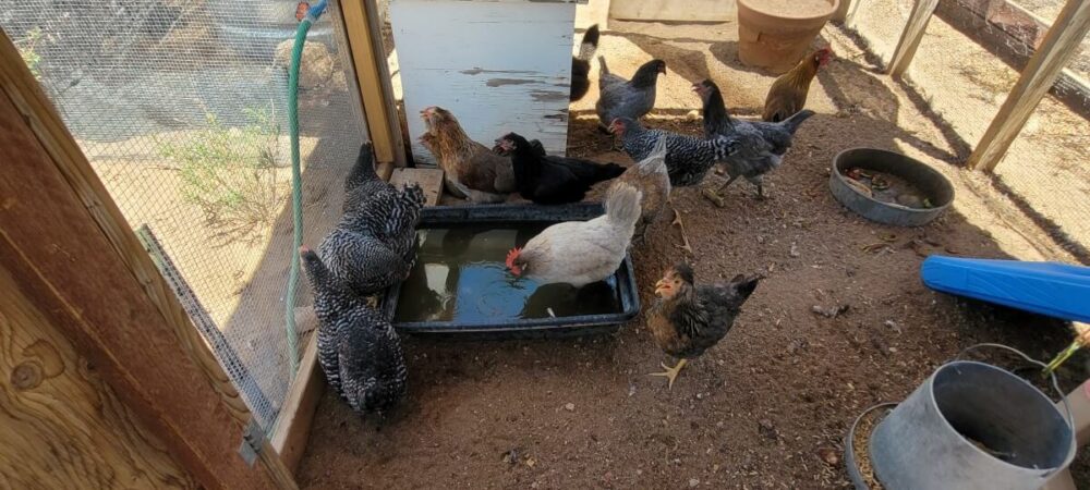 Read more about the article How To Keep Chickens Cool in the Summer
